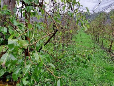 Prihrana voća nakon berbe Prihrana voća nakon berbe