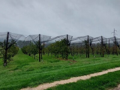 Prihrana voća nakon berbe Prihrana voća nakon berbe