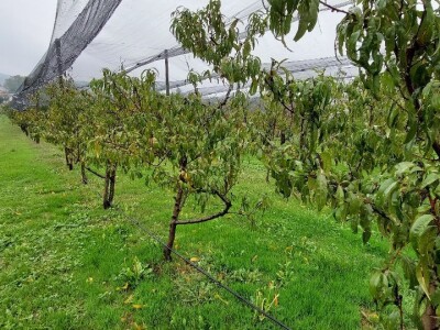 Prihrana voća nakon berbe Prihrana voća nakon berbe