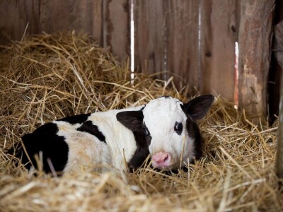Prijatelji životinja zbrinuli kravu Šaravu koja je u utočištu donijela na svijet telića Bornu