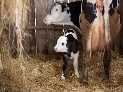 Prijatelji životinja zbrinuli kravu Šaravu koja je u utočištu donijela na svijet telića Bornu