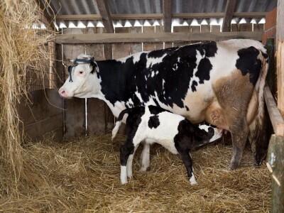 Prijatelji životinja zbrinuli kravu Šaravu koja je u utočištu donijela na svijet telića Bornu