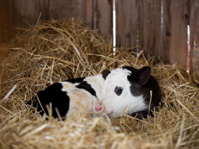 Prijatelji životinja zbrinuli kravu Šaravu koja je u utočištu donijela na svijet telića Bornu