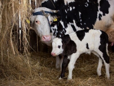 Prijatelji životinja zbrinuli kravu Šaravu koja je u utočištu donijela na svijet telića Bornu