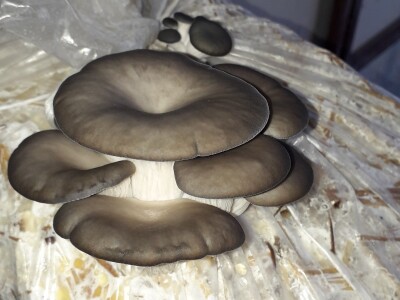 Bukovače iz školskog gljivarnika Bukovače iz školskog gljivarnika