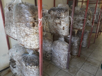 Bukovače iz školskog gljivarnika Bukovače iz školskog gljivarnika