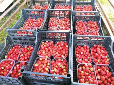 Prijedorčani, dođite i berite sami sebi jagode! Prijedorčani, dođite i berite sami sebi jagode!