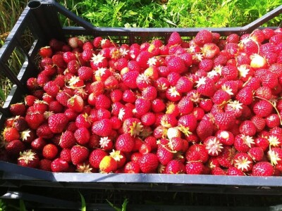 Prijedorčani, dođite i berite sami sebi jagode! Prijedorčani, dođite i berite sami sebi jagode!