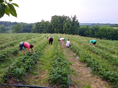 Prijedorčani, dođite i berite sami sebi jagode! Prijedorčani, dođite i berite sami sebi jagode!