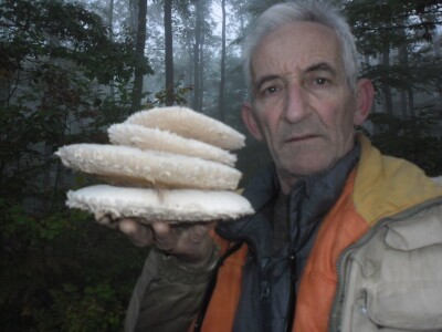 Prijedorski gljivar u potrazi za šumskim delikatesima