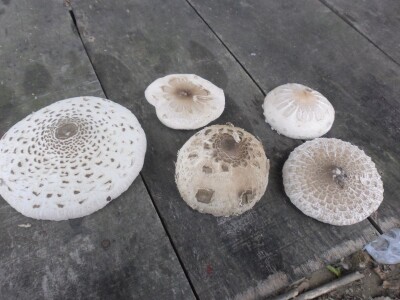 Prijedorski gljivar u potrazi za šumskim delikatesima