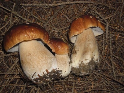 Prijedorski gljivar u potrazi za šumskim delikatesima