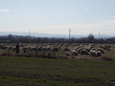 Prijedorski ovčari u pohodu prema Grmeču