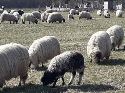 Prijedorski ovčari u pohodu prema Grmeču