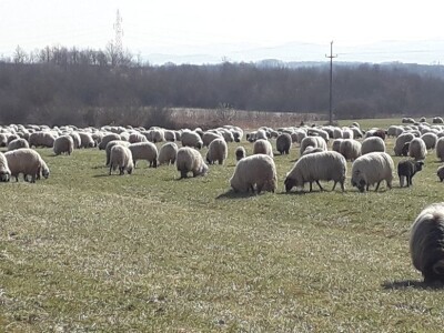 Prijedorski ovčari u pohodu prema Grmeču