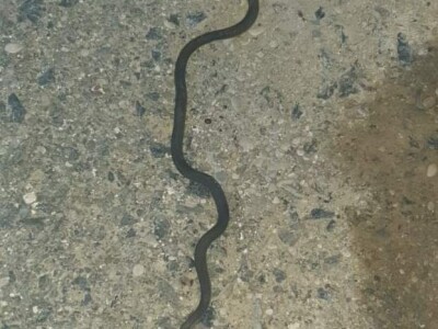 Prijedorski vatrogasci svakodnevno “love” zmije