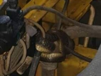 Prijedorski vatrogasci svakodnevno “love” zmije