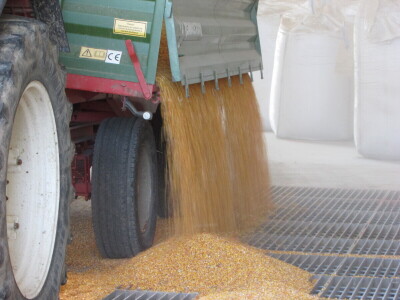 Prijem kukuruza i soje sa domaćih oranica u punom jeku