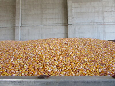 Prijem kukuruza i soje sa domaćih oranica u punom jeku