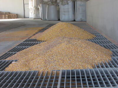 Prijem kukuruza i soje sa domaćih oranica u punom jeku