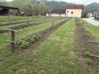 Prijić: Sve je traženije domaće voće i povrće
