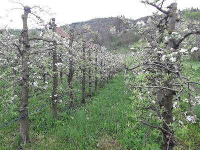 Prijić: Sve je traženije domaće voće i povrće