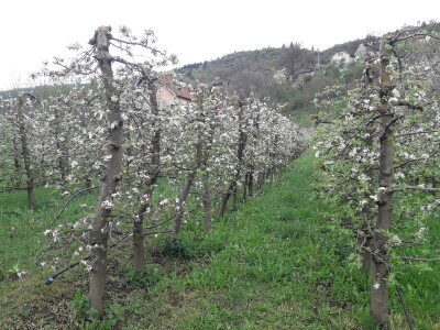 Prijić: Sve je traženije domaće voće i povrće