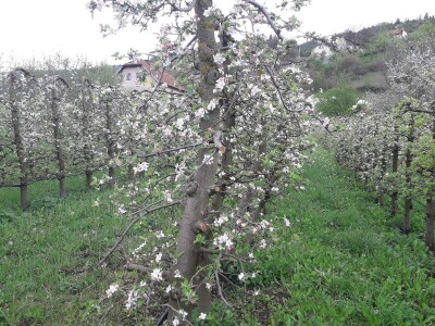 Prijić: Sve je traženije domaće voće i povrće
