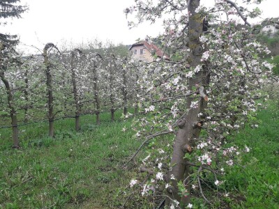 Prijić: Sve je traženije domaće voće i povrće