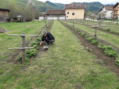 Prijić: Sve je traženije domaće voće i povrće