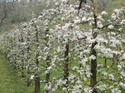 Prijić: Sve je traženije domaće voće i povrće