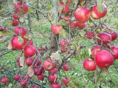 Prijić: Sve je traženije domaće voće i povrće