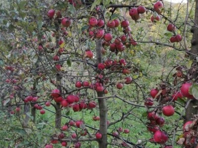 Prijić: Sve je traženije domaće voće i povrće