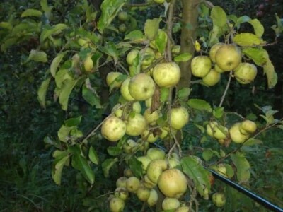 Prijić: Sve je traženije domaće voće i povrće