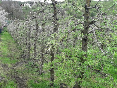 Prijić: Sve je traženije domaće voće i povrće