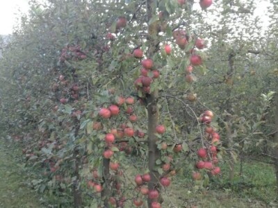 Prijić: Sve je traženije domaće voće i povrće