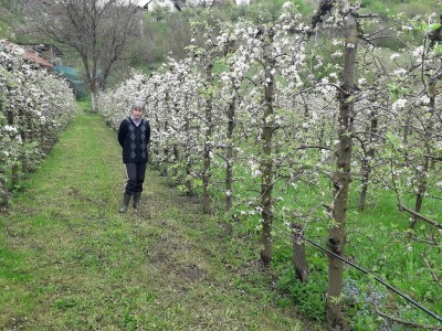 Prijić: Sve je traženije domaće voće i povrće