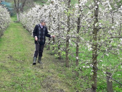 Prijić: Sve je traženije domaće voće i povrće