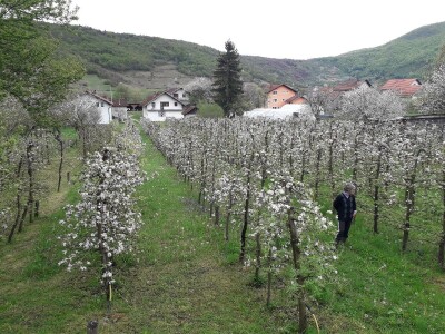 Prijić: Sve je traženije domaće voće i povrće
