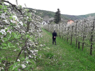 Prijić: Sve je traženije domaće voće i povrće