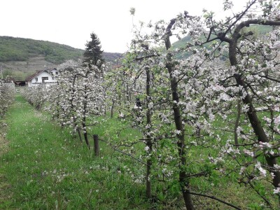 Prijić: Sve je traženije domaće voće i povrće