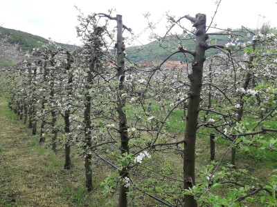 Prijić: Sve je traženije domaće voće i povrće