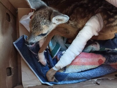 Prilikom košenja trave - kosilicom naletio na lane