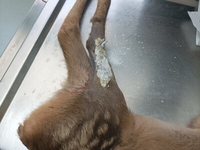 Prilikom košenja trave - kosilicom naletio na lane