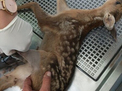 Prilikom košenja trave - kosilicom naletio na lane