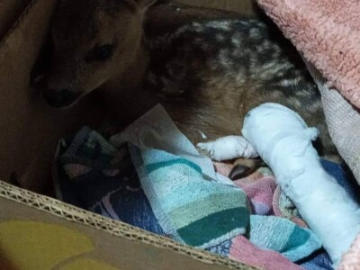 Prilikom košenja trave - kosilicom naletio na lane