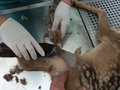 Prilikom košenja trave - kosilicom naletio na lane