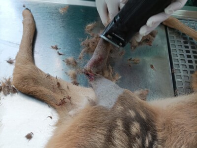 Prilikom košenja trave - kosilicom naletio na lane