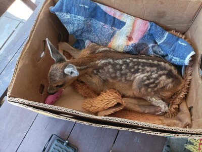 Prilikom košenja trave - kosilicom naletio na lane