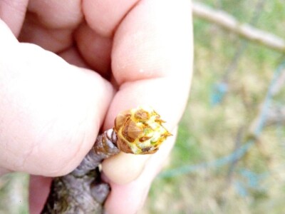 Primjena kaolinske gline u zasadima krusaka Primjena kaolinske gline u zasadima krusaka